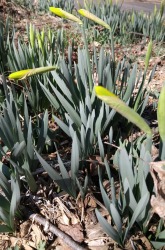 Soon there will be daffodils